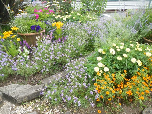 夏の花木や花々を 百日草 ヒャクニチソウ ジニア ほか 花まちの裏庭