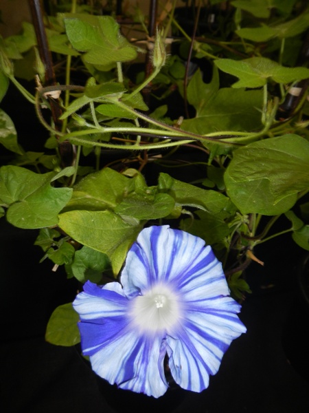 和の伝統園芸美をどうぞ Br センター催し 朝顔展 花まちの裏庭