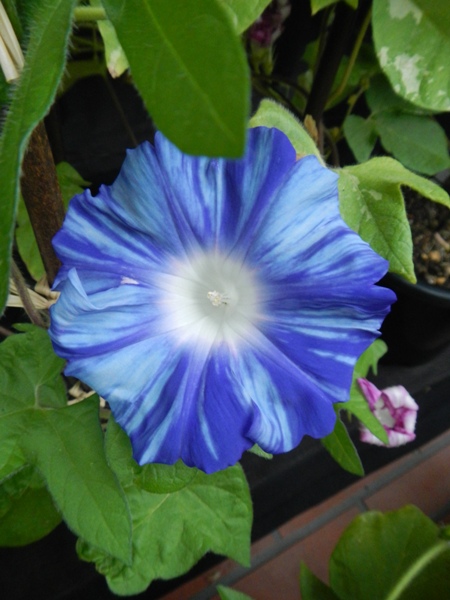 夏の風物詩 朝顔の花をどうぞ センター催し 朝顔展 花まちの裏庭