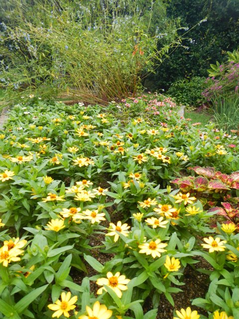 夏花壇あれこれ センター前庭花壇 花まちの裏庭