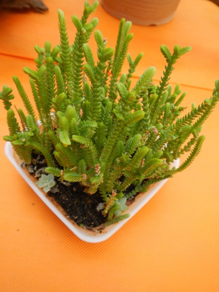 多肉植物 細長い茎の観葉植物 タニク アラカルト！<br><br> ～ センター展示：多肉植物作品展 ～: 花