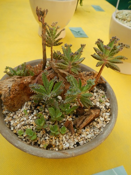 多肉植物 細長い茎の観葉植物 多肉植物の挿し木】茎が伸びすぎた徒長枝の仕立て直し方を解説