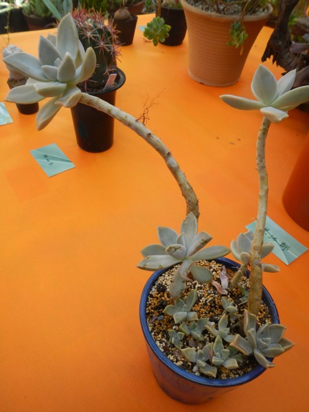 多肉植物 細長い茎の観葉植物 茎の長い多肉いろいろ。 | 四十郎の多肉ブログ