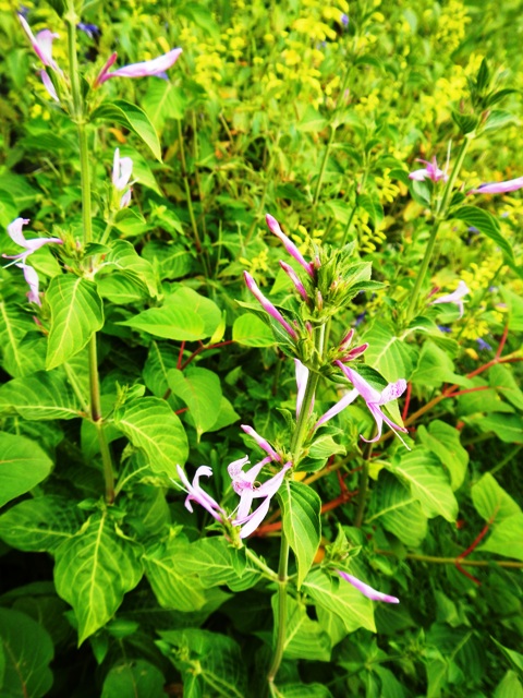 薄紫色の可愛らしい花 センター前庭花壇 花まちの裏庭