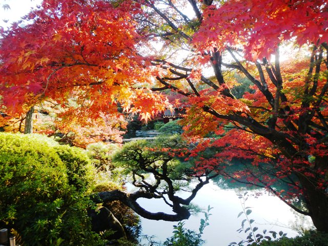 秋が深まって 菊 紅葉 日本の美 相楽園 神戸菊花展 花まちの裏庭