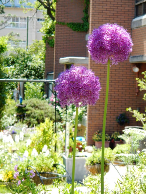 バラをはじめ華やかな初夏の花々をどうぞ センター前庭花壇 花まちの裏庭