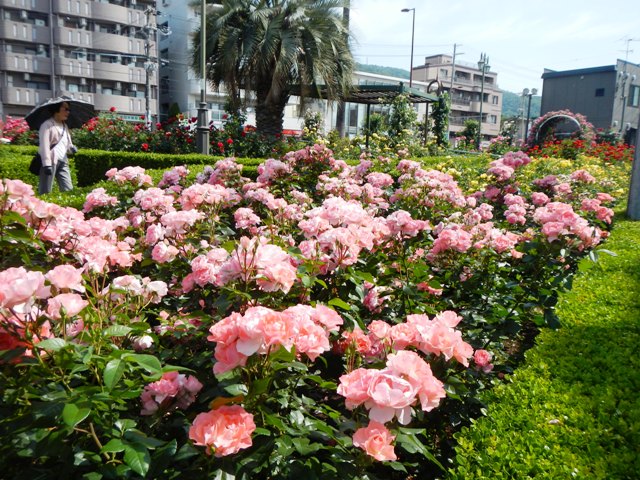 初夏のバラが満開です 神戸街頭バラ園 岡本 本山バラ園 花まちの裏庭