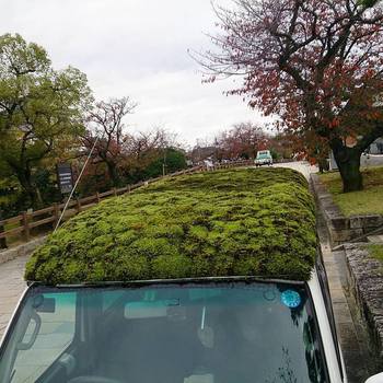 やぁね、こけちゃっかー 泉原講師の車 講習会当日見られます.jpg