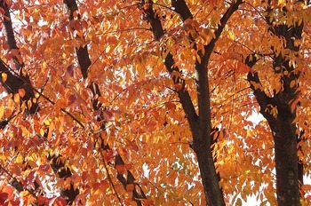 IMG_0598.jpg