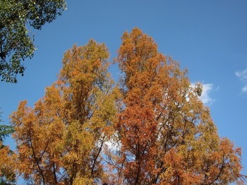 IMG_1673.jpg
