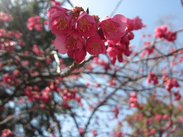 緋寒桜 ヒカンザクラ 開花 花まちの裏庭