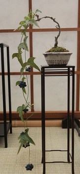 IMG_9604a.jpg