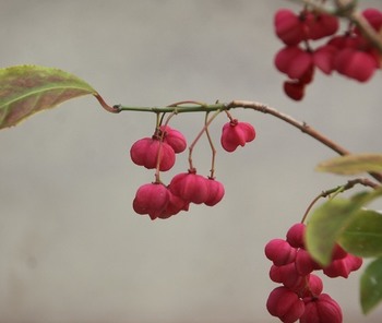 IMG_9636a.jpg