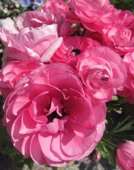 IMG_9900a.jpg