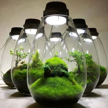 Mosslight-LEDE381AEE5B195E7A4BAa.jpg